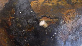 Media type: image;   Invertebrate Zoology 153104 Description: live specimen;